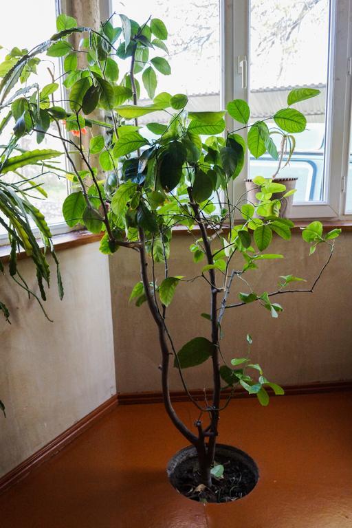 Areni House B&B エクステリア 写真